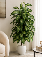 Premium Green & White Variegated Artificial Plant